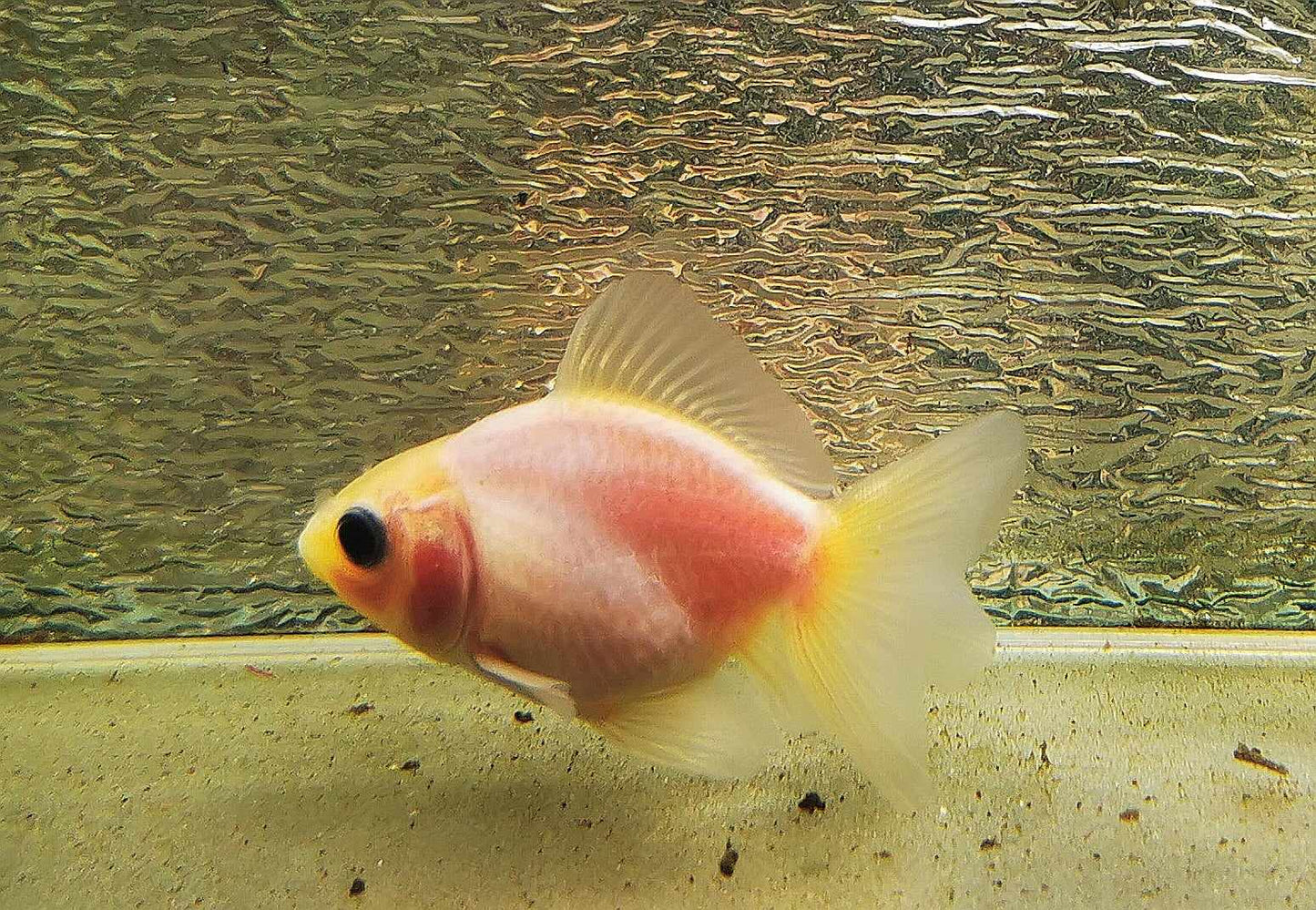 White Rabbit Yuanbao Oranda Goldfish WYSIWYG #15