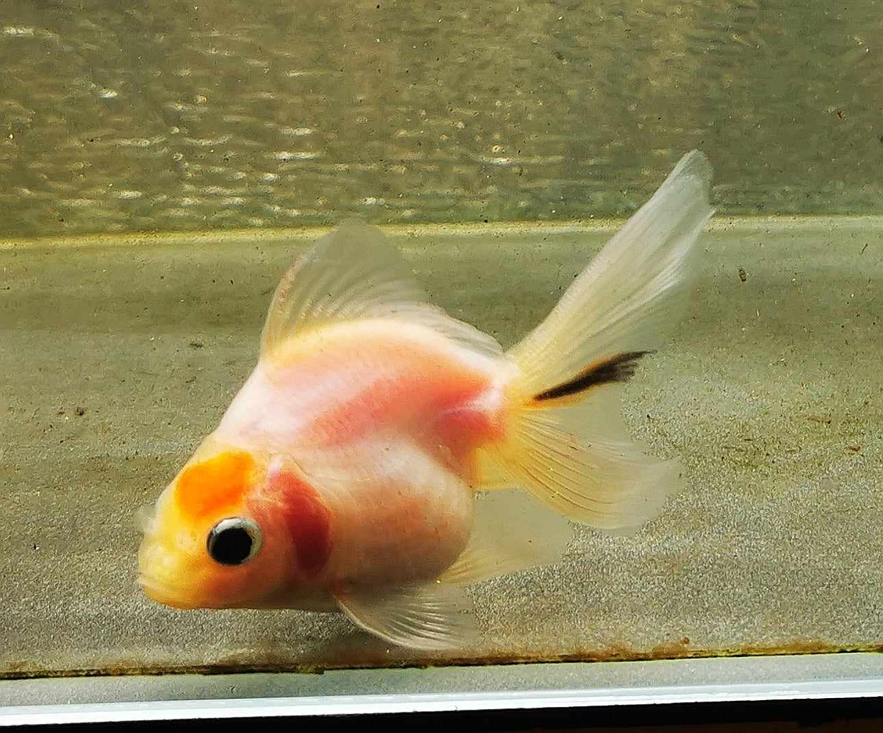 Sakura Sunset Orchidtail Oranda Goldfish WYSIWYG #18