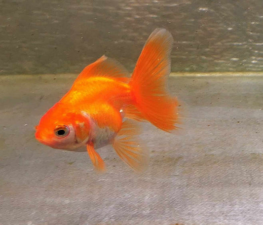 White/red  Orchidtail  Oranda Goldfish WYSIWYG #8