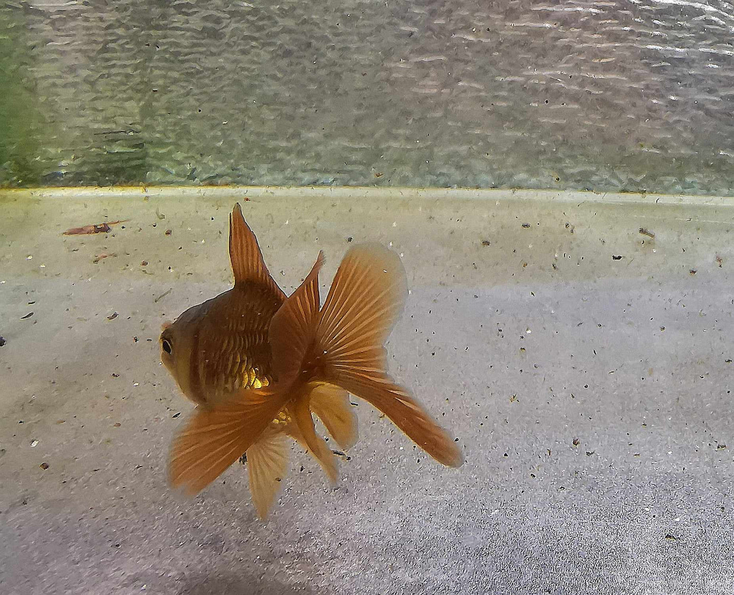 Bronze Orchidtail Oranda Goldfish WYSIWYG #17