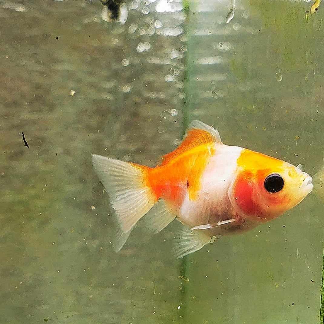 Sakura Sunset Yuanbao Oranda Goldfish WYSIWYG #17