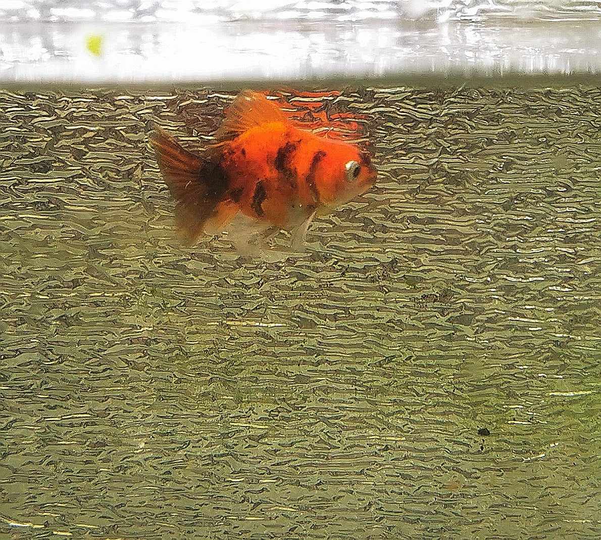 Tiger Orchidtail Oranda Goldfish WYSIWYG #8