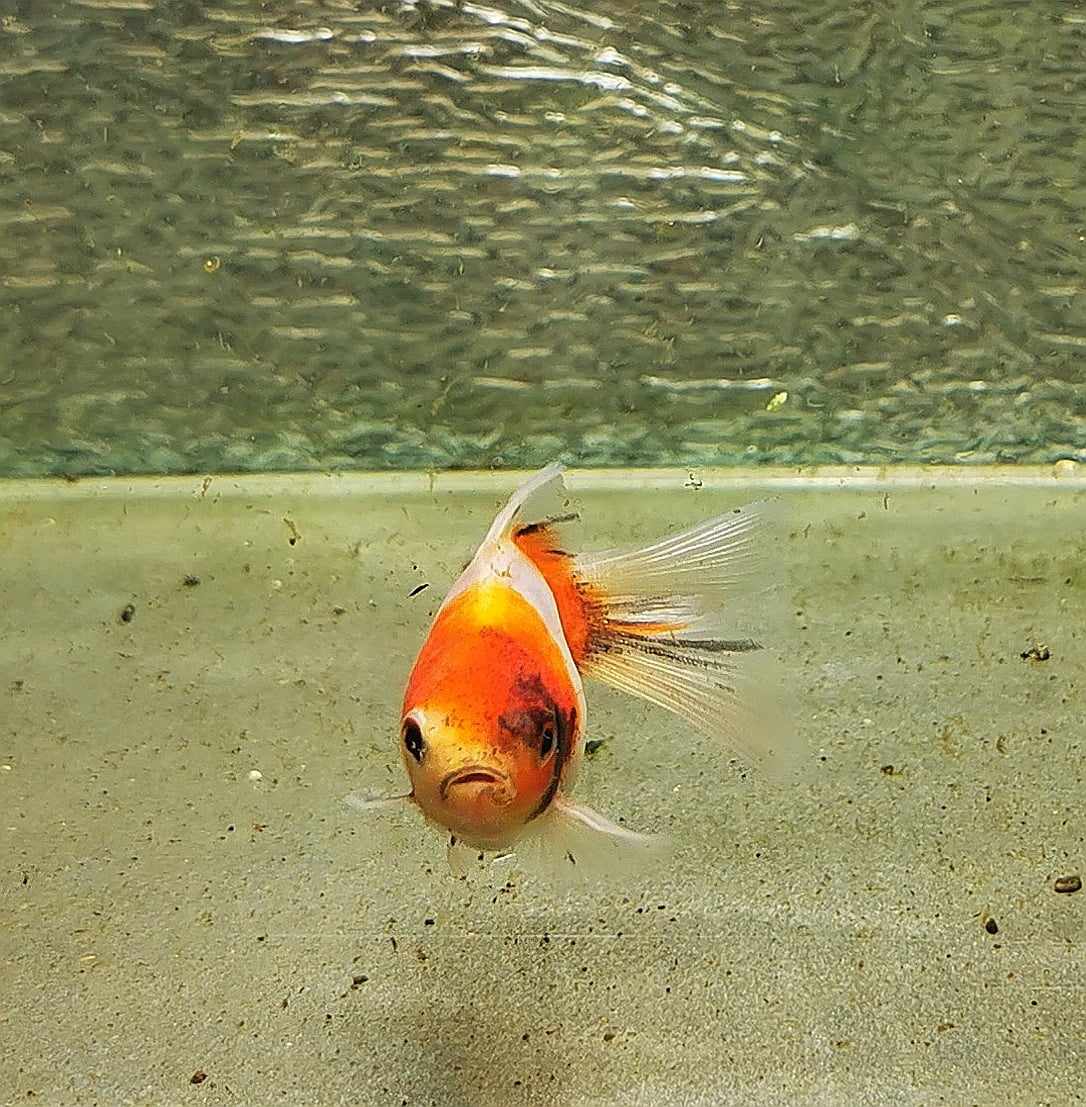 Booboo Calico Orchidtail Oranda Goldfish WYSIWYG #7