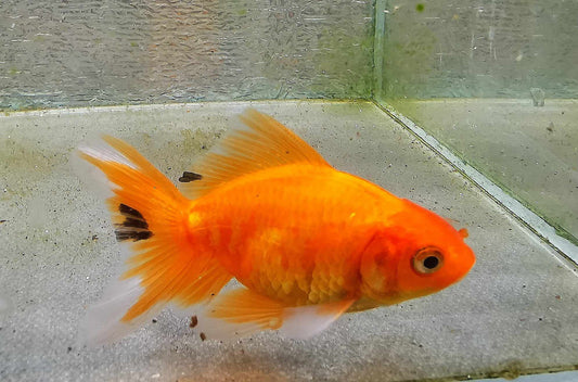 Gold Coin Orchidtail Oranda Goldfish WYSIWYG #4