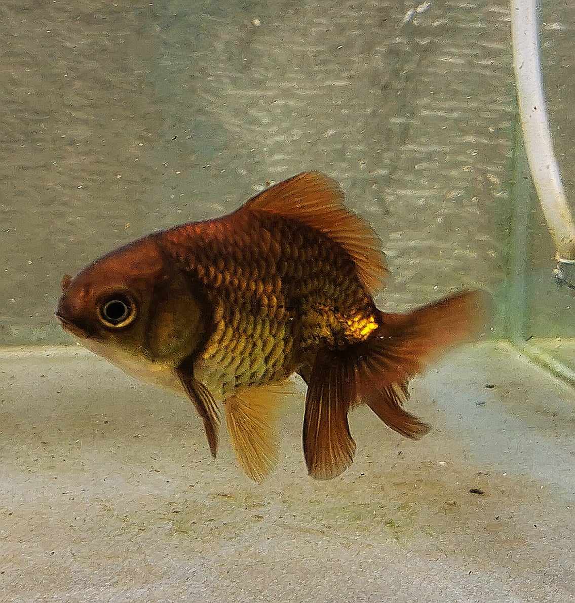 Bronze Orchidtail Oranda Goldfish WYSIWYG #16