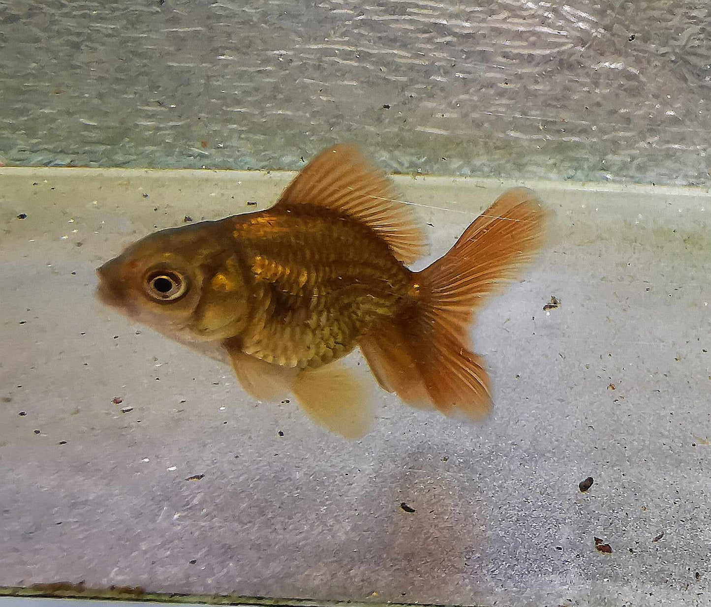 Bronze Orchidtail Oranda Goldfish WYSIWYG #17