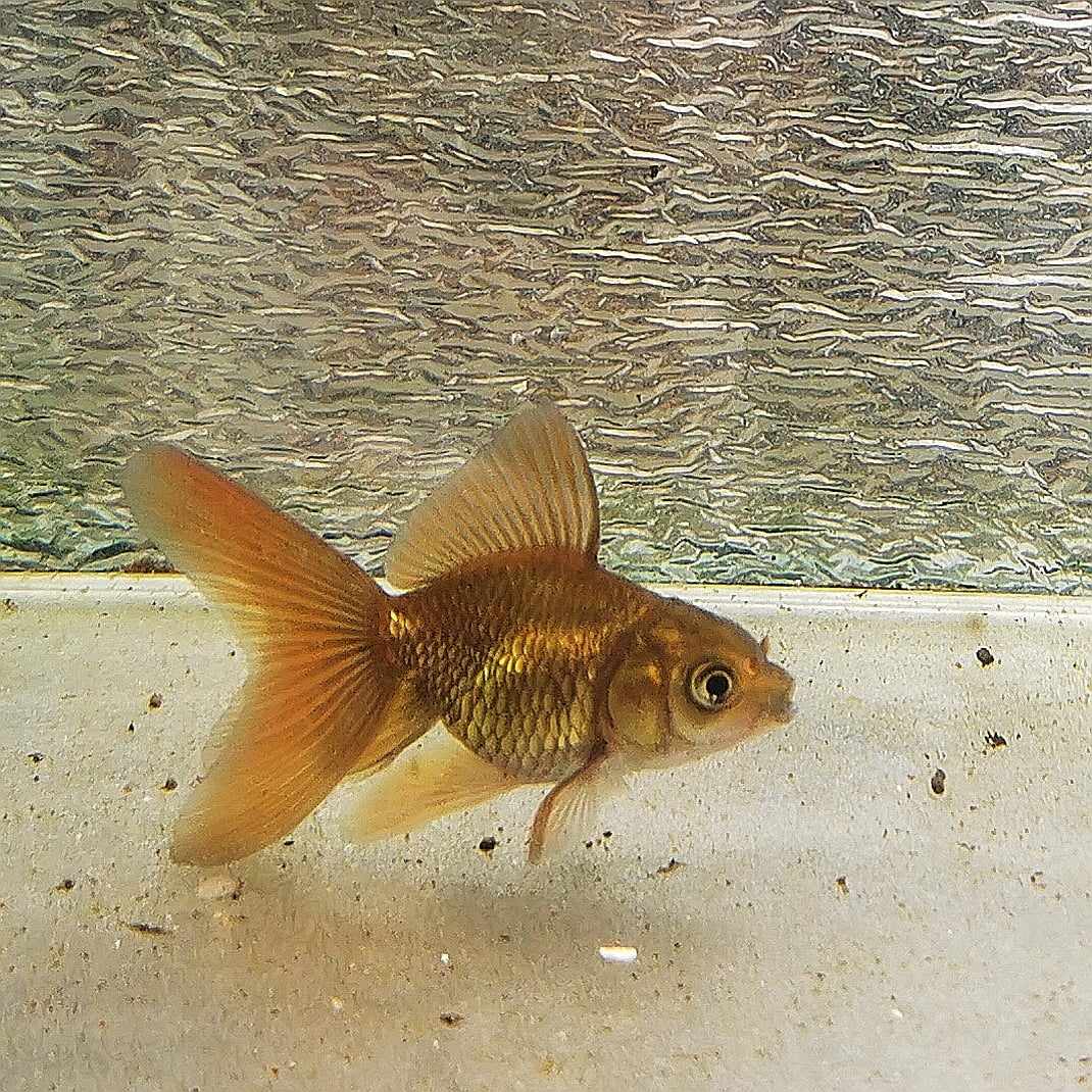 Bronze Orchidtail Oranda Goldfish WYSIWYG #16