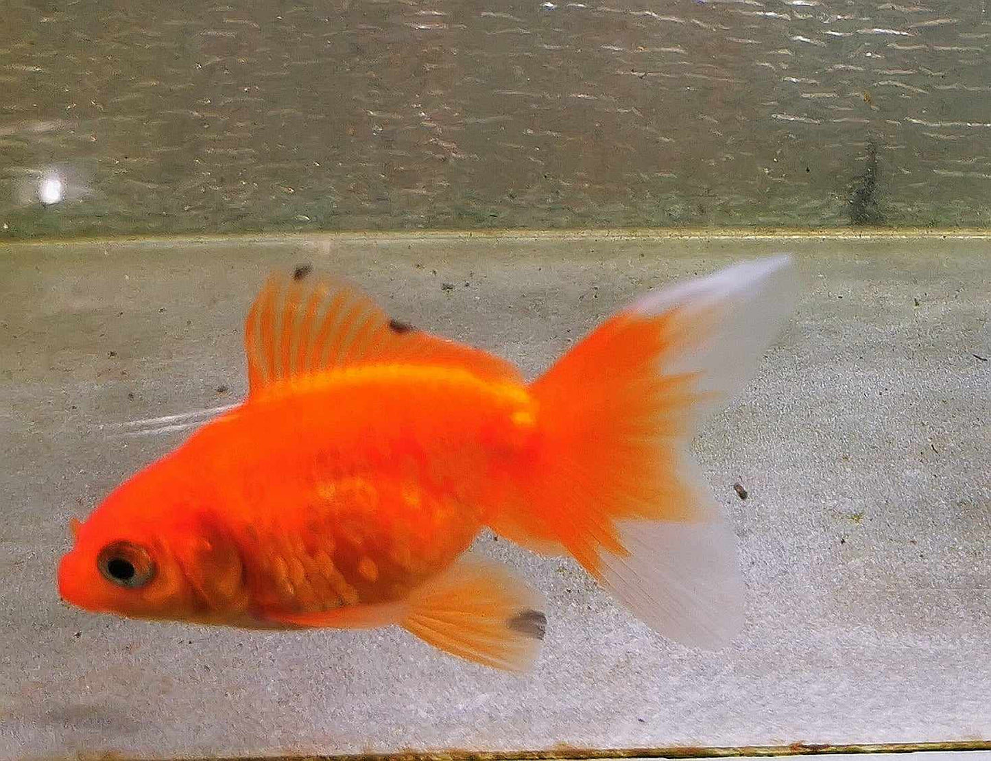 Gold Coin Orchidtail Oranda Goldfish WYSIWYG #5