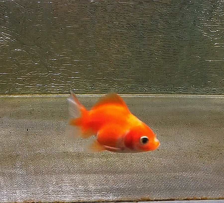 Sakura Sunset Yuanbao Oranda Goldfish WYSIWYG #18