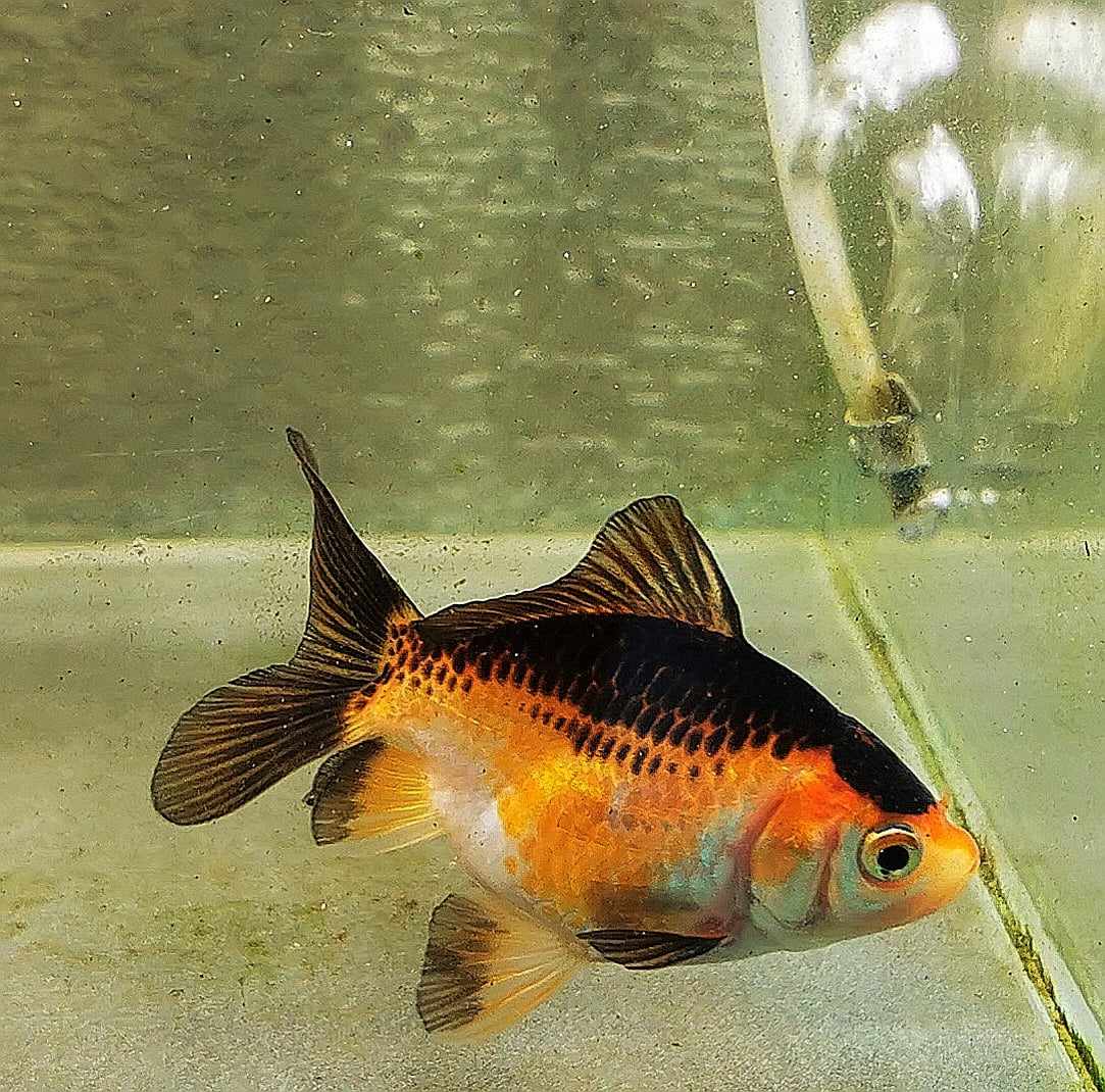 BooBoo Orchidtail Polkadot Oranda Goldfish WYSIWYG #6