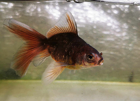 Chocolate Kirin Orchidtail Oranda Goldfish WYSIWYG #4