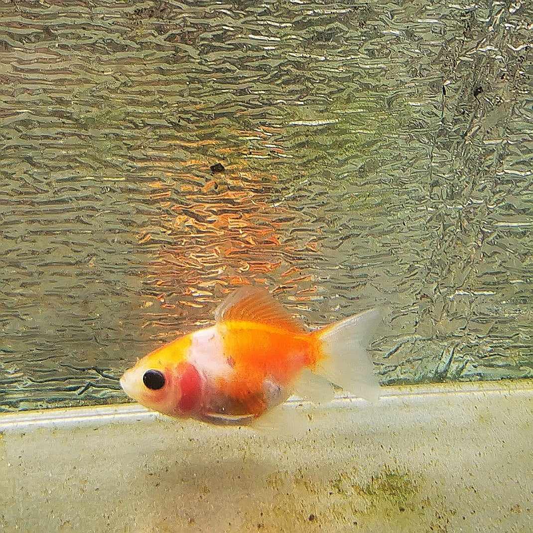 Sakura Sunset Yuanbao Oranda Goldfish WYSIWYG #17