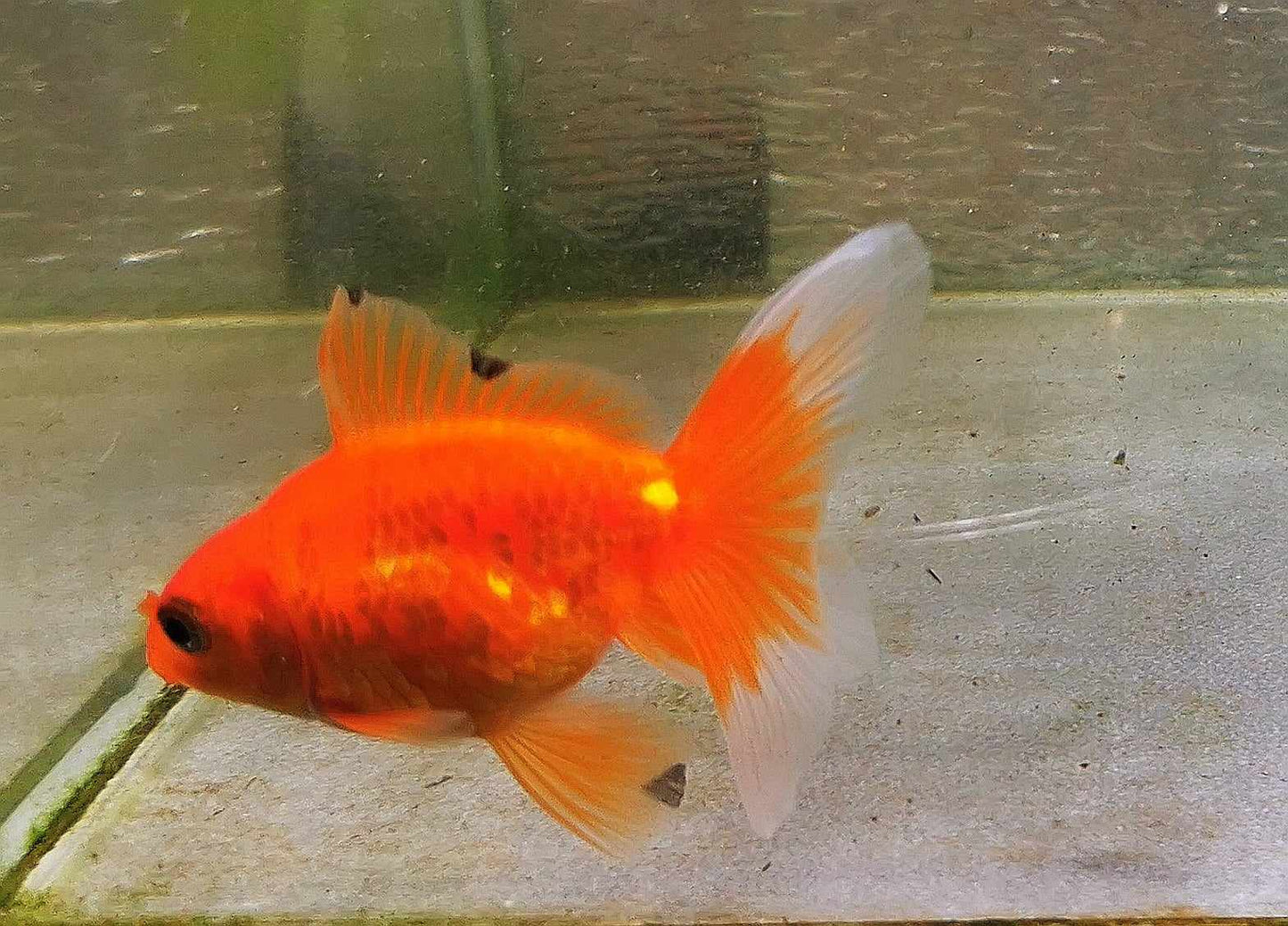 Gold Coin Orchidtail Oranda Goldfish WYSIWYG #5