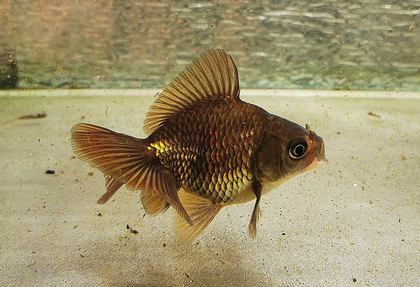 Bronze Orchidtail Oranda Goldfish WYSIWYG #15