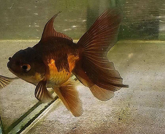 Apache Orchidtail Oranda Goldfish WYSIWYG #5