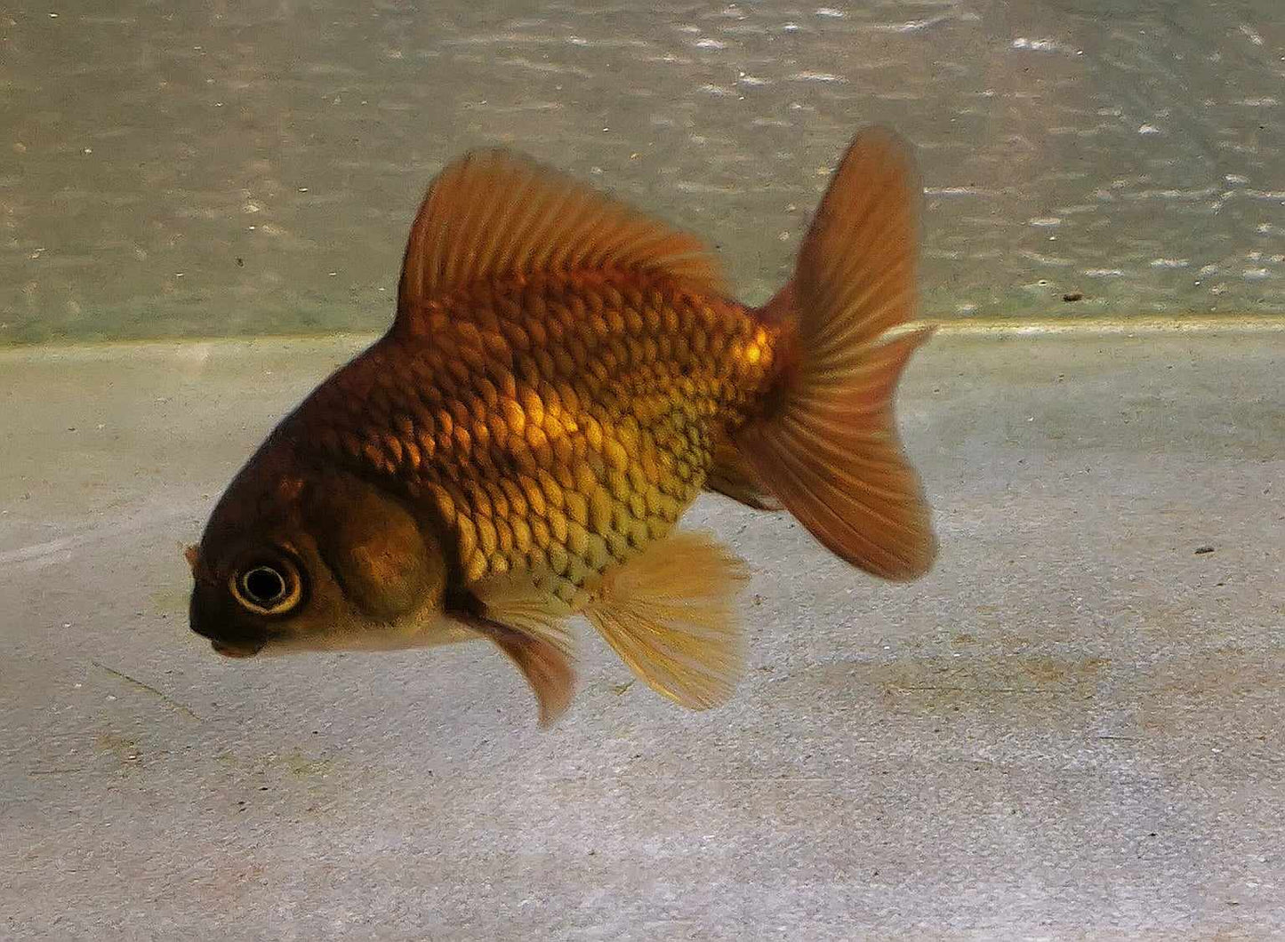 Bronze Orchidtail Oranda Goldfish WYSIWYG #16