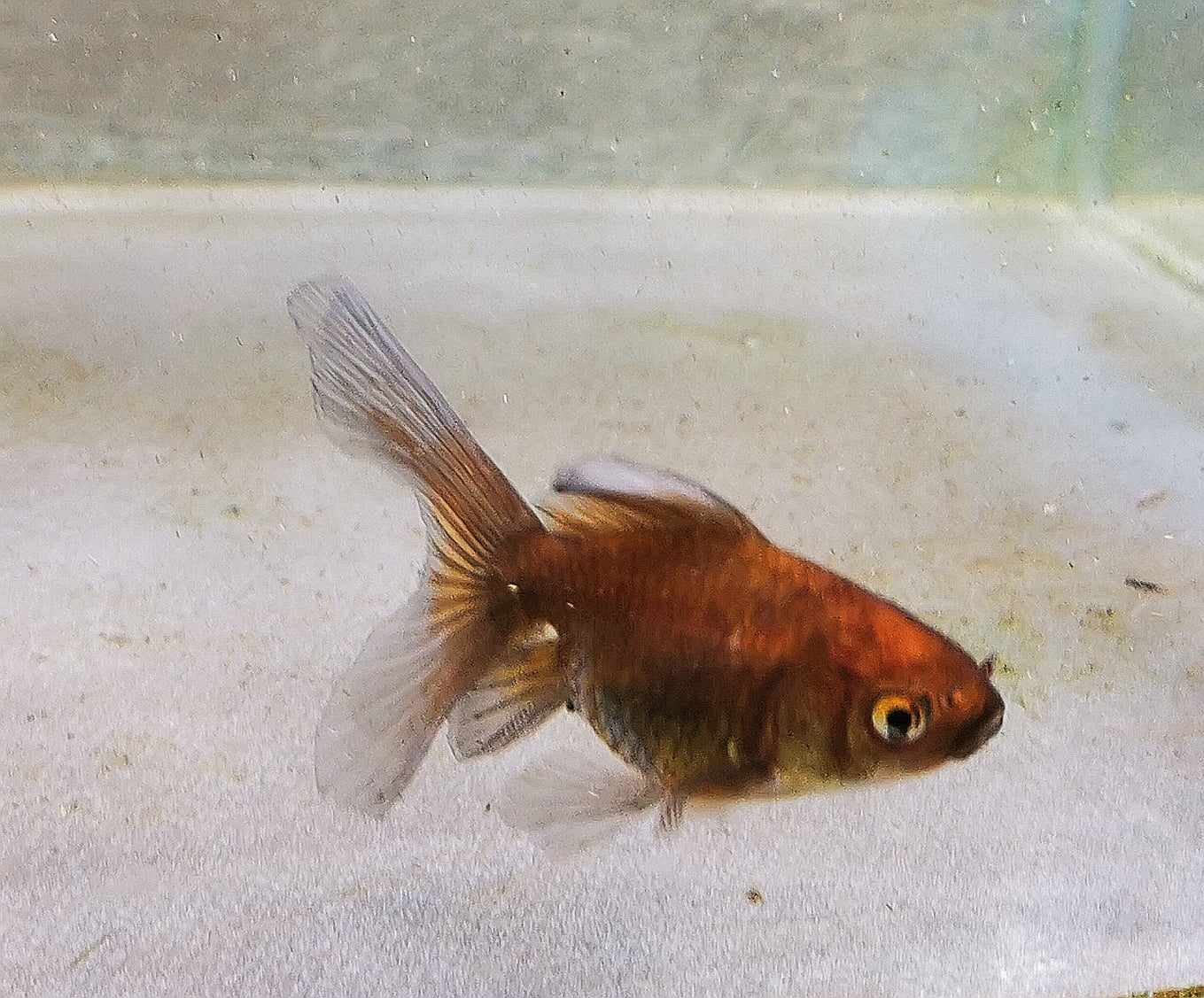 Chocolate Kirin Orchidtail Oranda Goldfish WYSIWYG #3