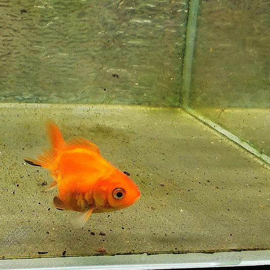 Tiger Orchidtail Oranda Goldfish WYSIWYG #9