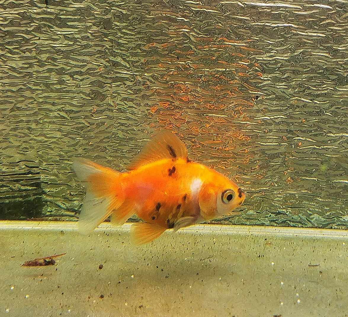 Tiger Orchidtail Oranda Goldfish WYSIWYG #10