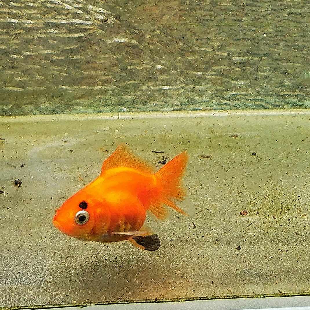 Tiger Orchidtail Oranda Goldfish WYSIWYG #9