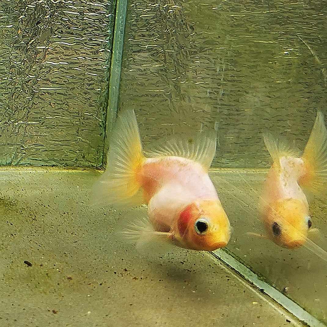 White Rabbit Yuanbao Oranda Goldfish WYSIWYG #15