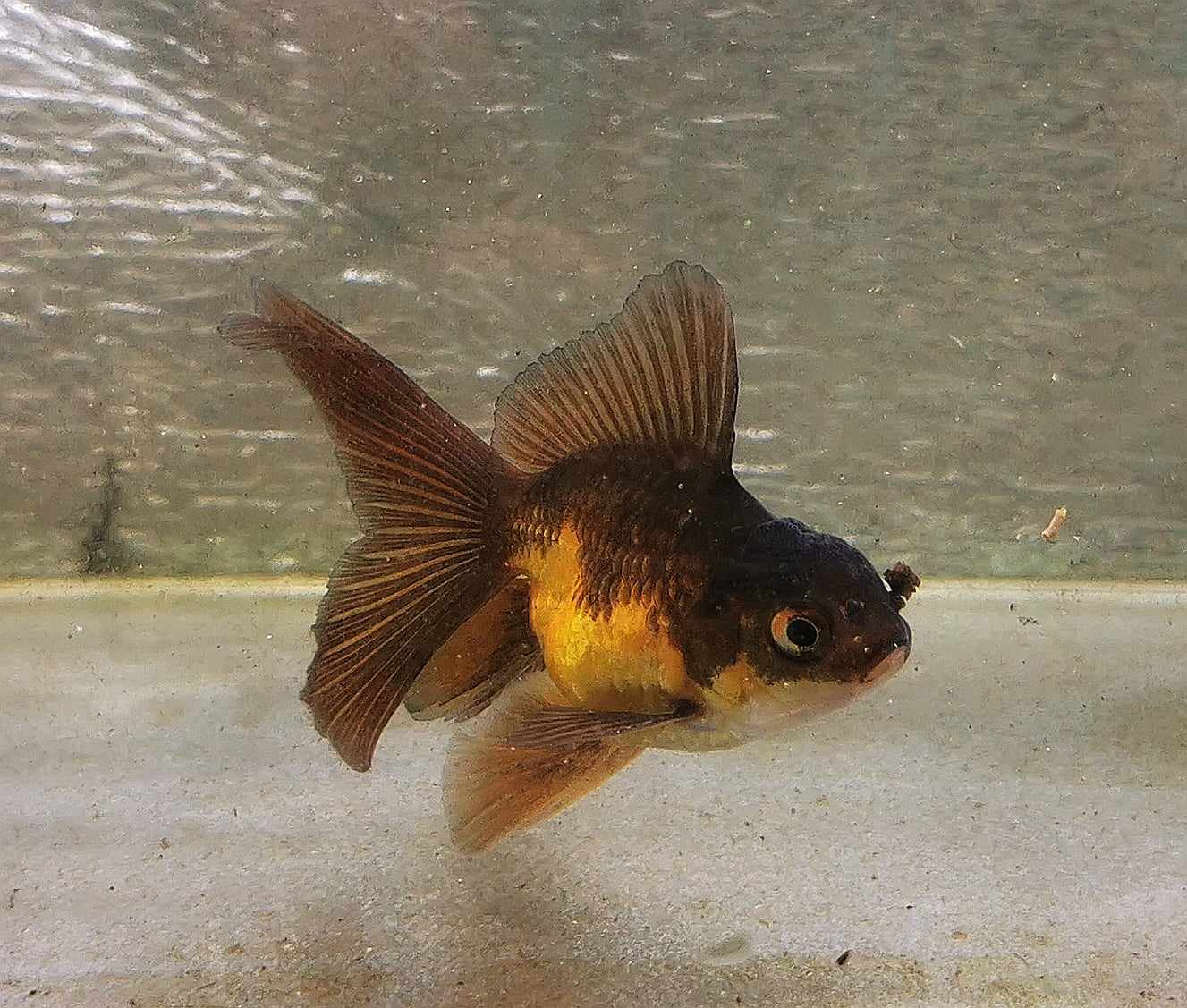 Apache Orchidtail Oranda Goldfish WYSIWYG #5