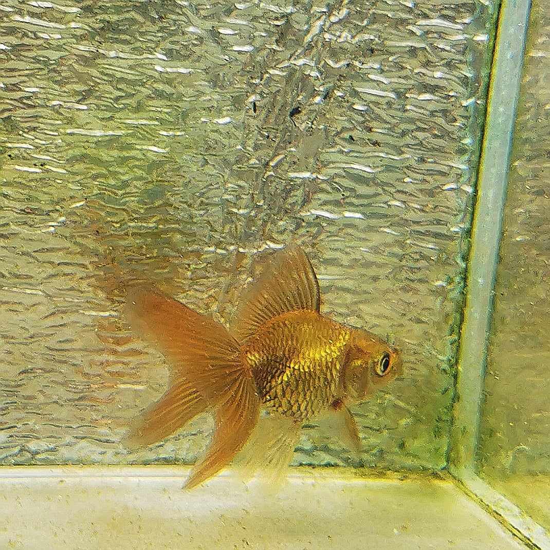 Bronze Orchidtail Oranda Goldfish WYSIWYG #16