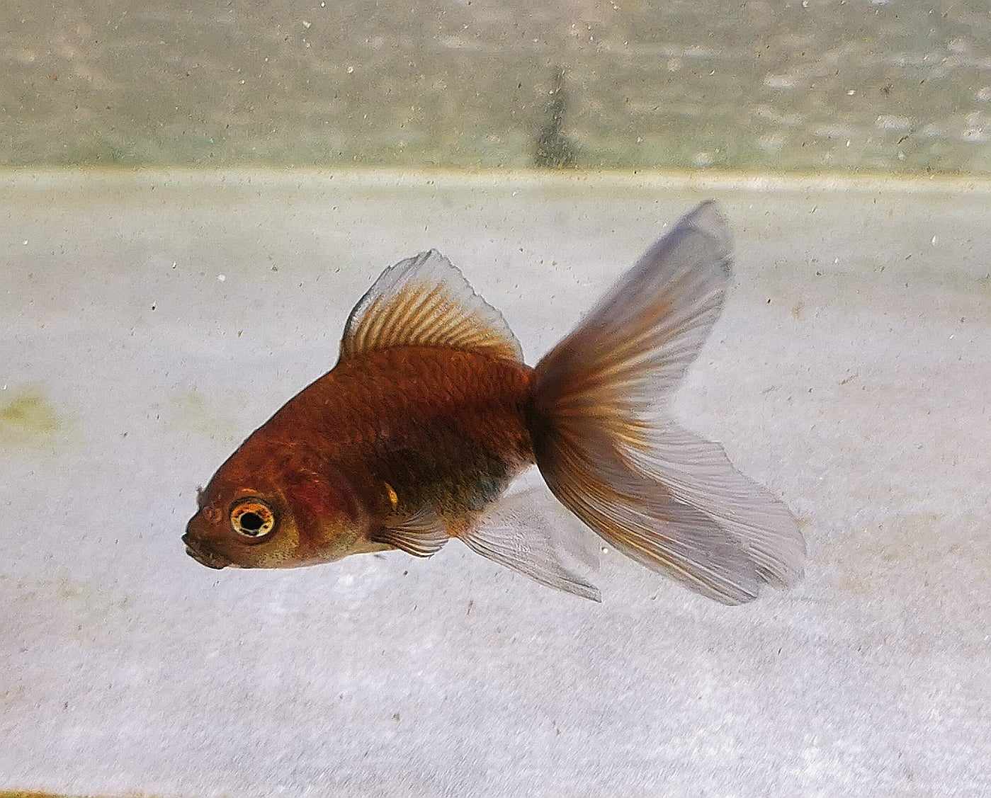 Chocolate Kirin Orchidtail Oranda Goldfish WYSIWYG #3