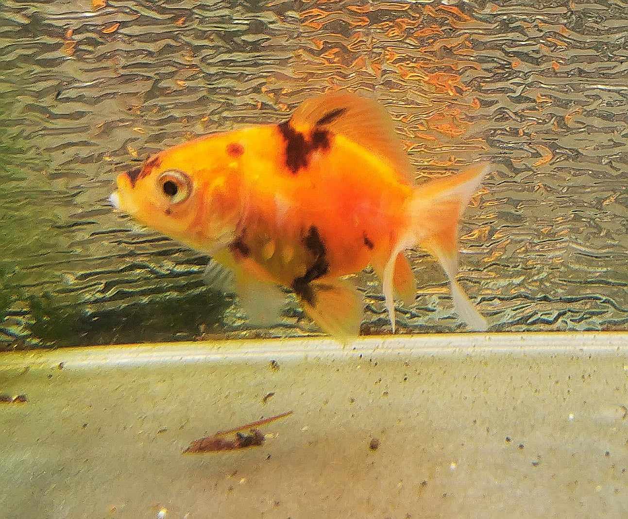 Tiger Orchidtail Oranda Goldfish WYSIWYG #10