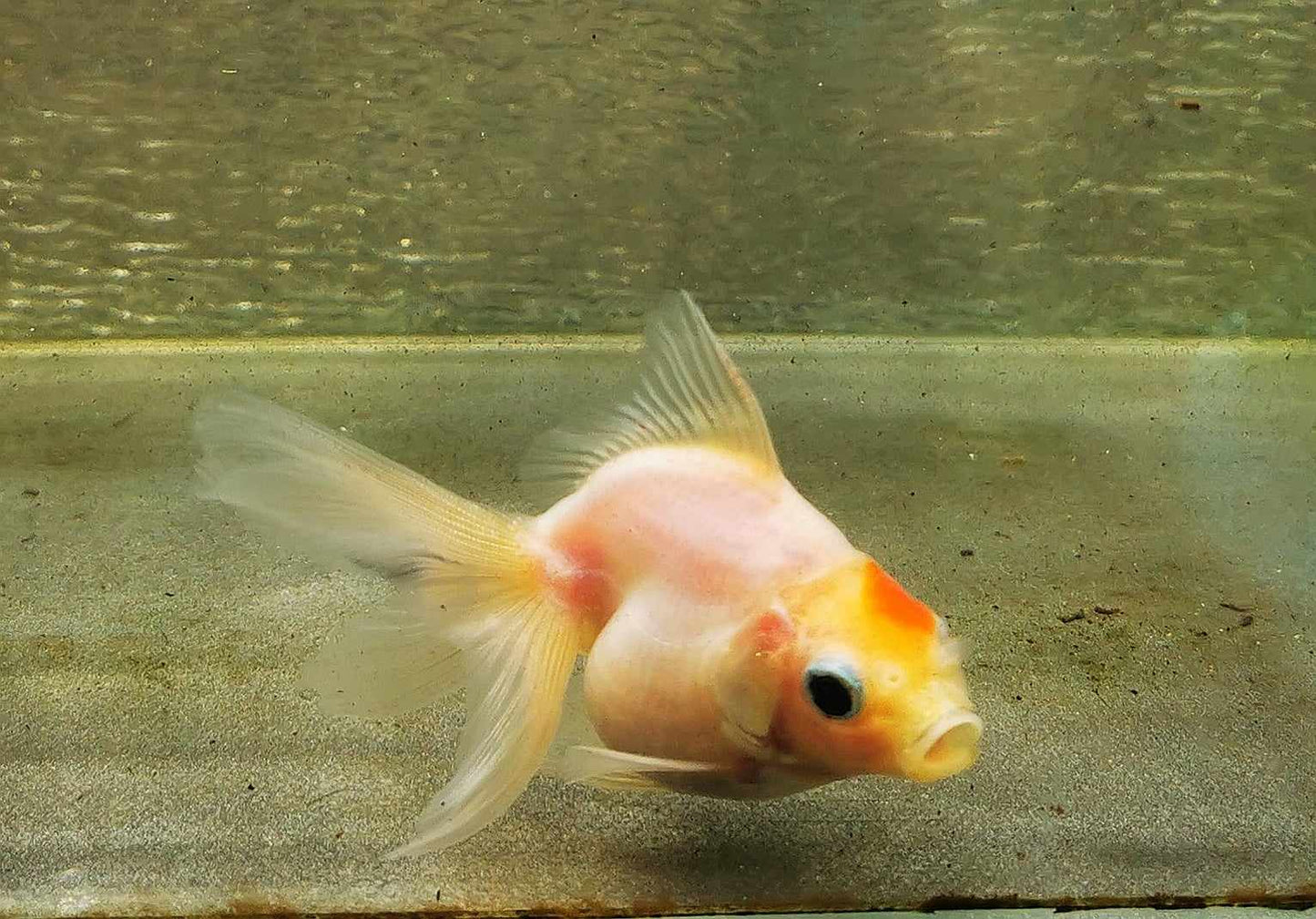 Sakura Sunset Orchidtail Oranda Goldfish WYSIWYG #18