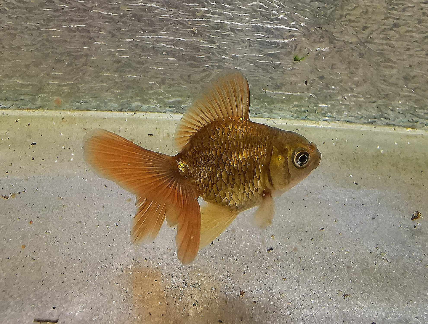 Bronze Orchidtail Oranda Goldfish WYSIWYG #17