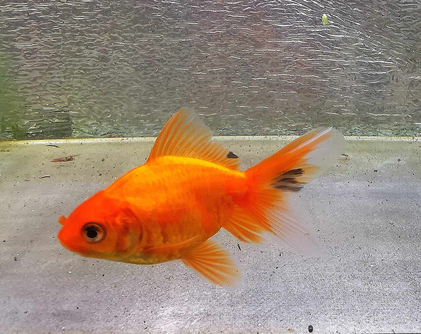 Gold Coin Orchidtail Oranda Goldfish WYSIWYG #4