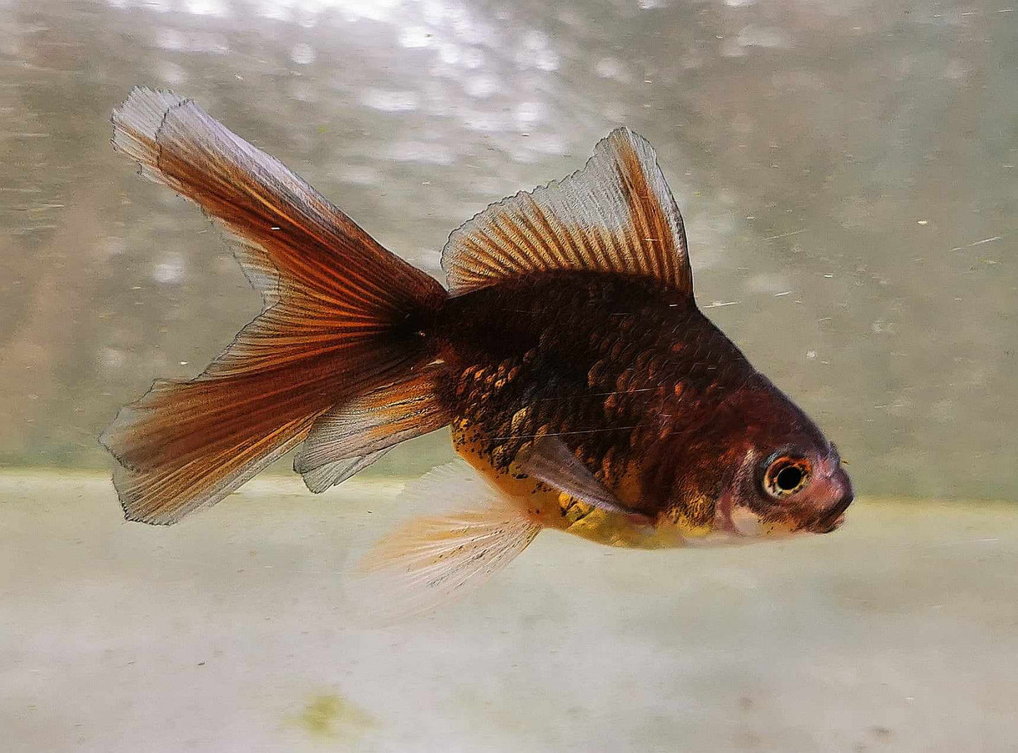 Chocolate Kirin Orchidtail Oranda Goldfish WYSIWYG #4