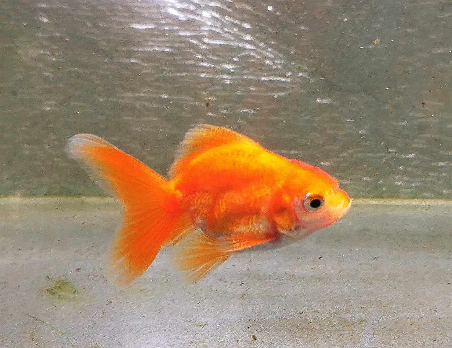 White/red  Orchidtail  Oranda Goldfish WYSIWYG #8