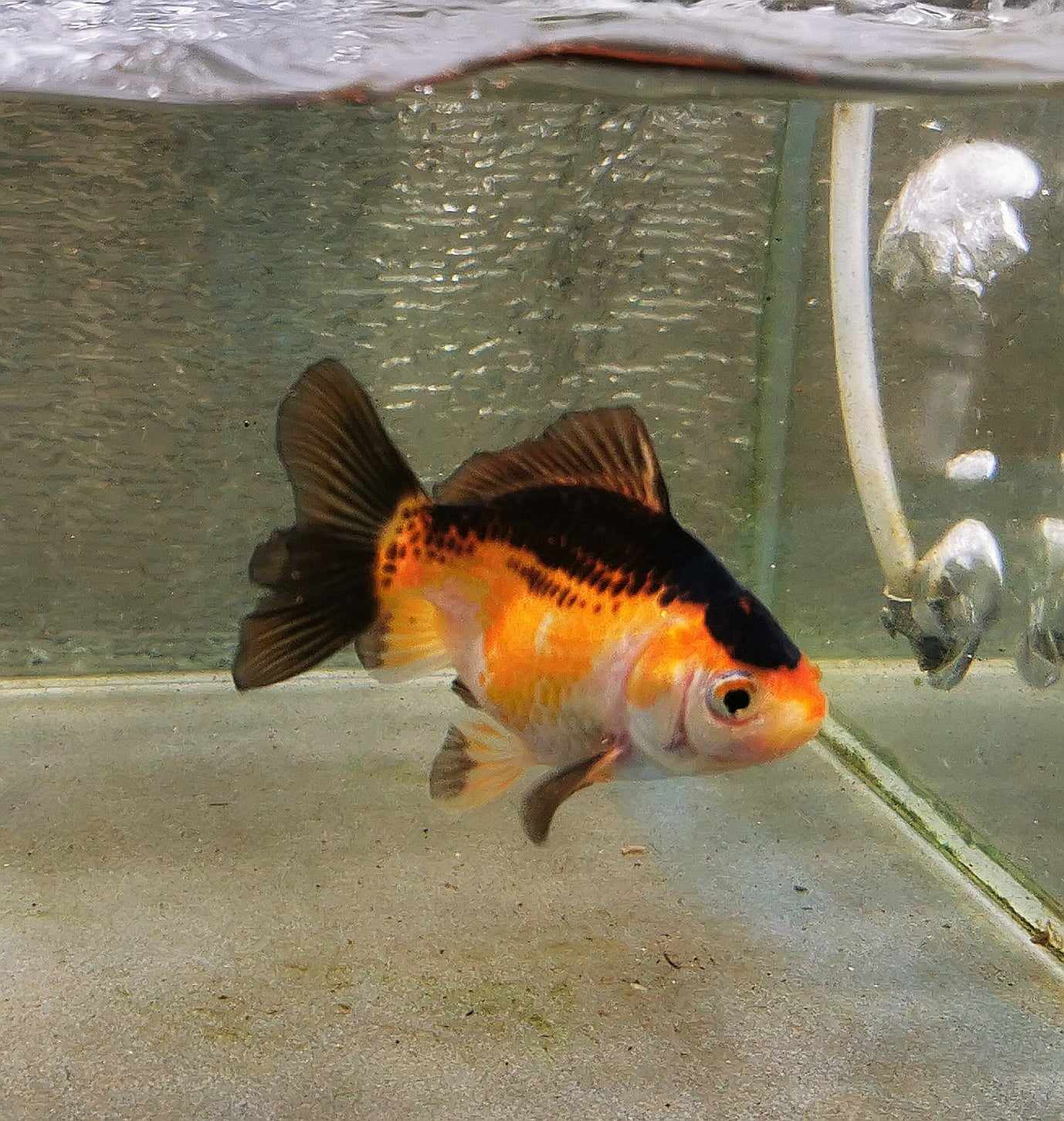 BooBoo Orchidtail Polkadot Oranda Goldfish WYSIWYG #6