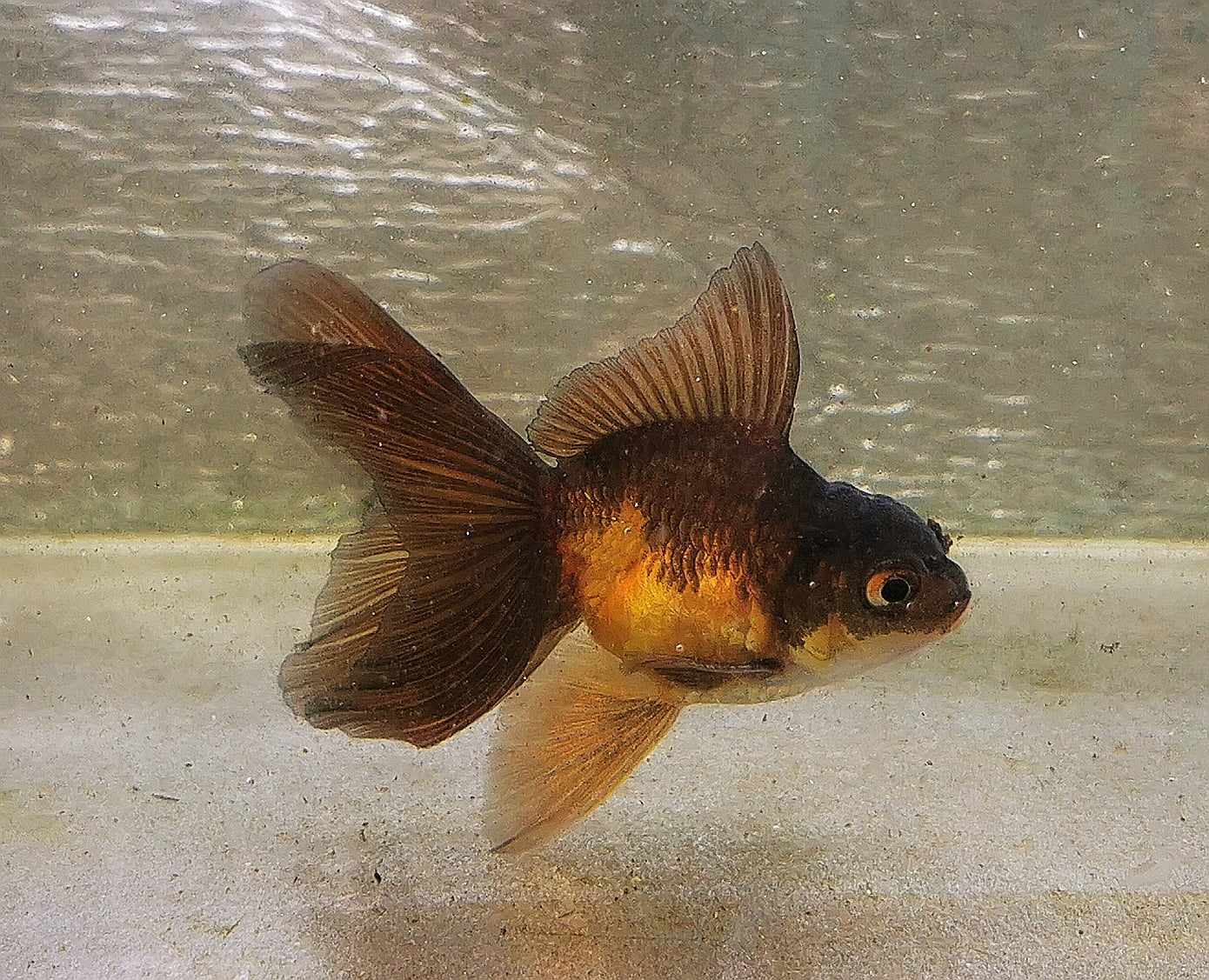 Apache Orchidtail Oranda Goldfish WYSIWYG #5