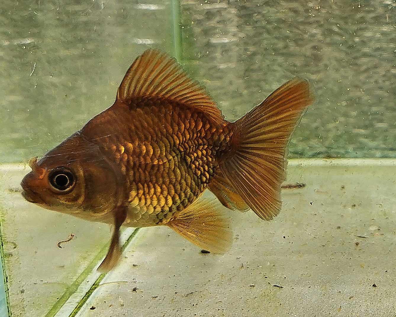 Bronze Orchidtail Oranda Goldfish WYSIWYG #15