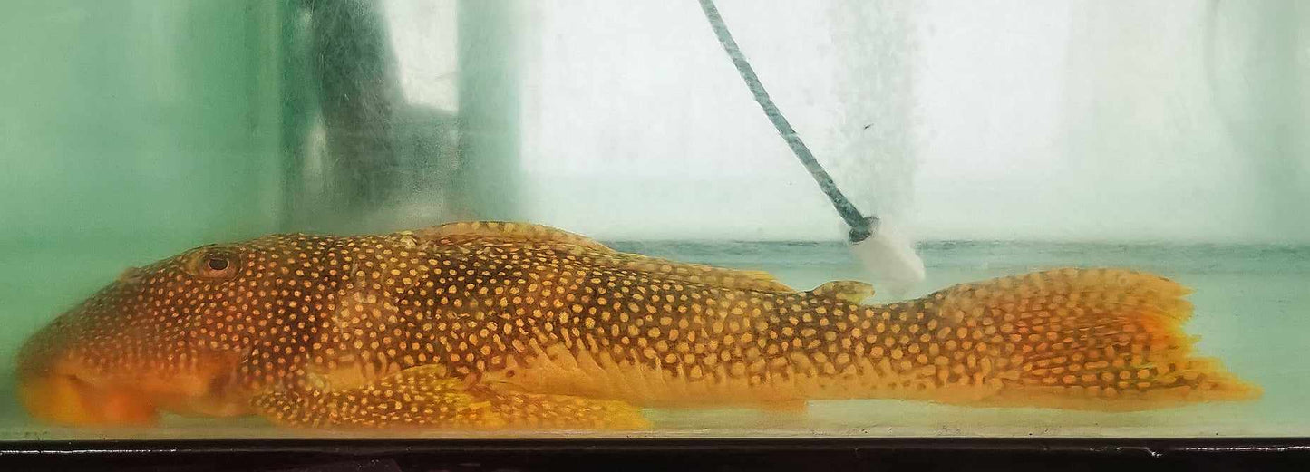 XXL L014  Super Gold!  Goldie/ Sunshine pleco #5 WYSIWYG