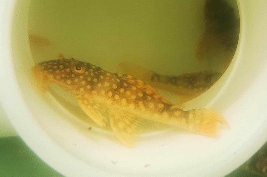 L014  Goldie/ Sunshine pleco Small