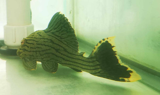 L418 Green Shampupa Titan Royal Panaque Pleco RARE!