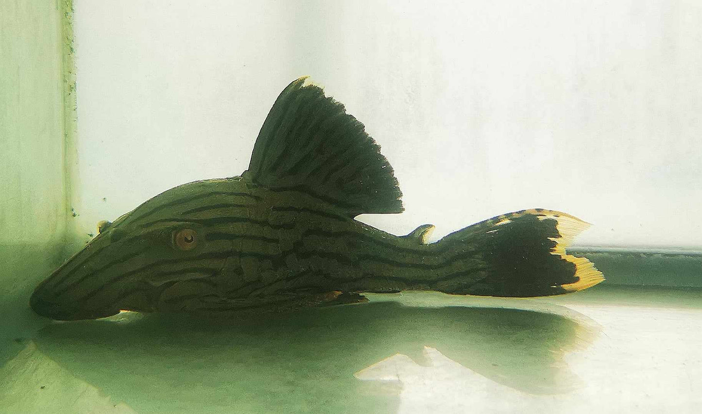 L418 Green Shampupa Titan Royal Panaque Pleco RARE!