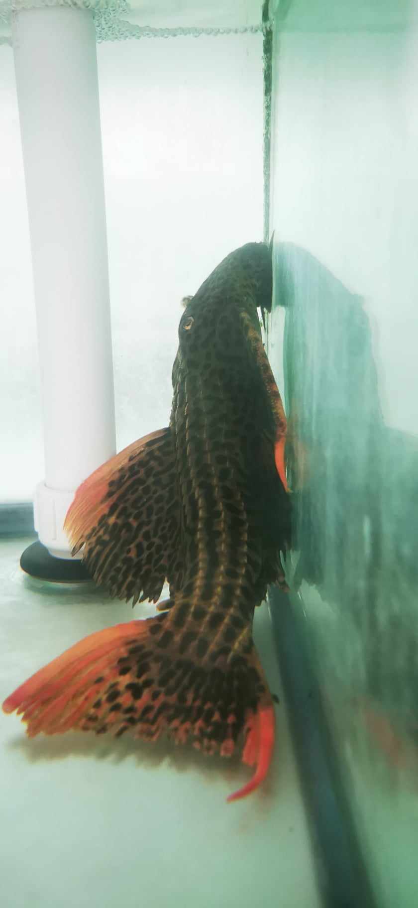 XXL L025 7 point  Super Red Scarlet Cactus pleco #5