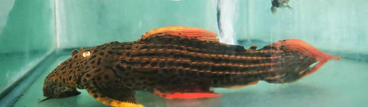 XXL L025 7 point  Super Red Scarlet Cactus pleco #3