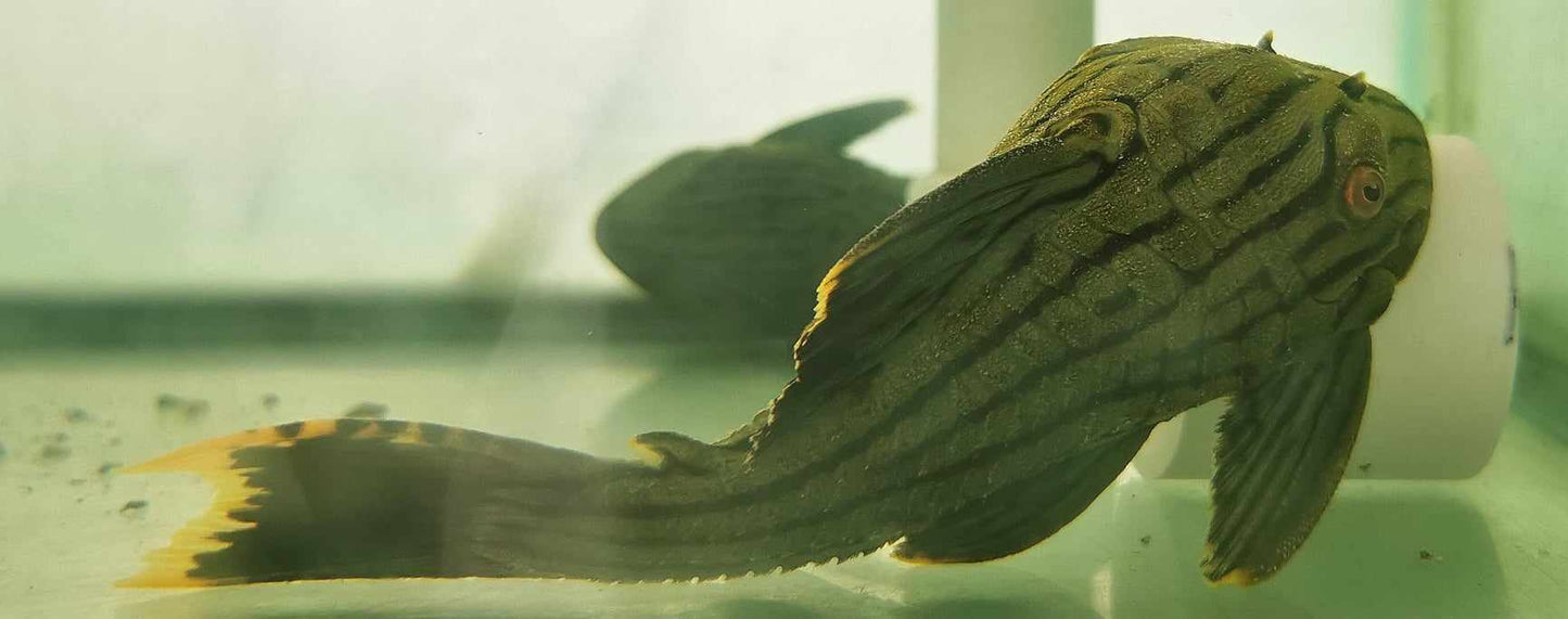 L418 Green Shampupa Titan Royal Panaque Pleco RARE!