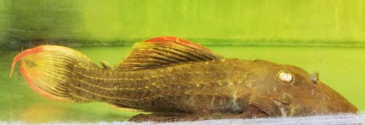 XXL L024 Red Cactus pleco - Paradise Tropicals LLC