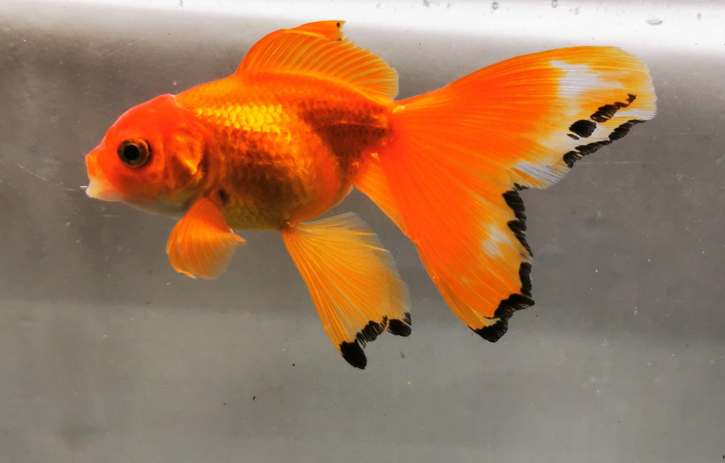 Apache Orchidtail Oranda Goldfish WYSIWYG #2 - Paradise Tropicals LLC