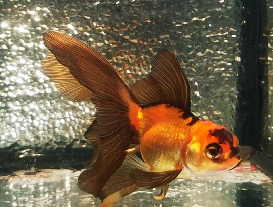 Apache Orchidtail Oranda Goldfish WYSIWYG #4 - Paradise Tropicals LLC