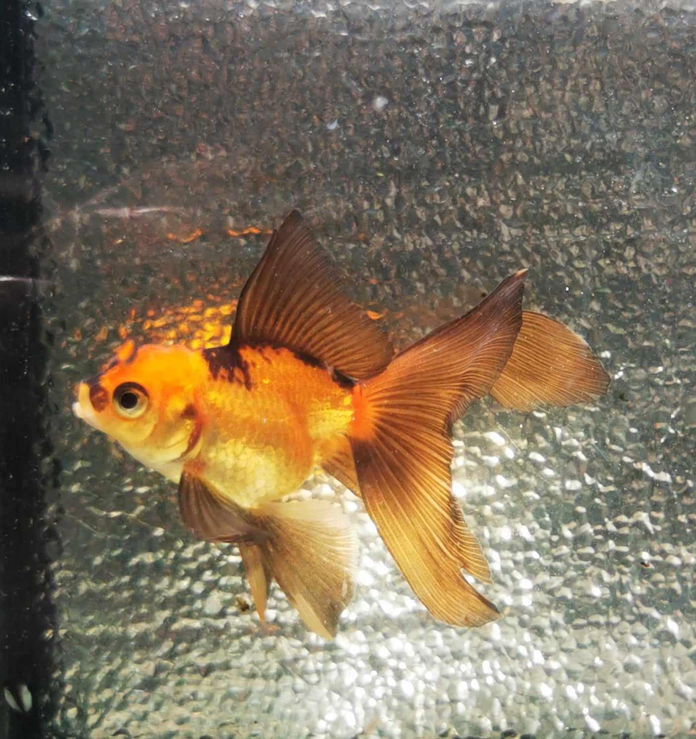 Apache Orchidtail Oranda Goldfish WYSIWYG #4 - Paradise Tropicals LLC