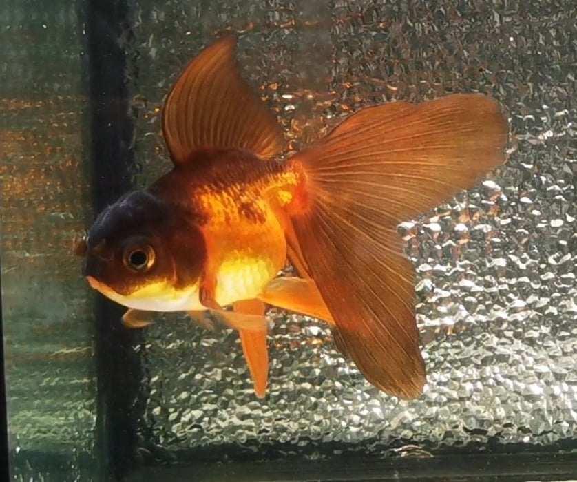 Apache Orchidtail Oranda Goldfish WYSIWYG #5 - Paradise Tropicals LLC