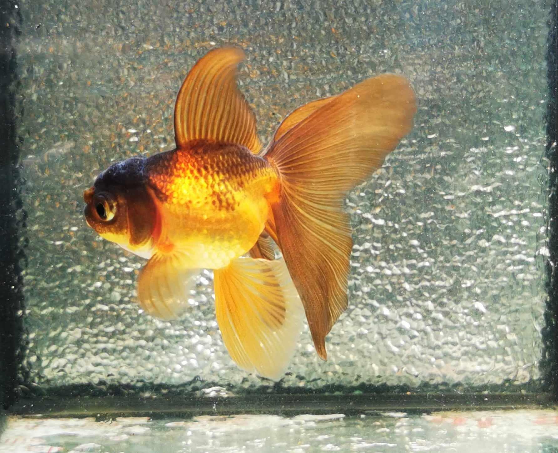 Apache Orchidtail Oranda Goldfish WYSIWYG #5 - Paradise Tropicals LLC